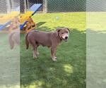 Small #1 Mutt