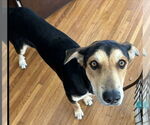 Small #1 Doberman Pinscher Mix