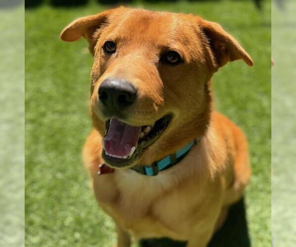 Medium Photo #4 Golden Retriever-Unknown Mix Puppy For Sale in San Diego, CA, USA