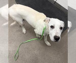 Labrador Retriever-Unknown Mix Dogs for adoption in HESPERIA, CA, USA