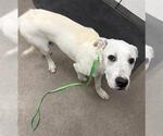 Small Labrador Retriever Mix