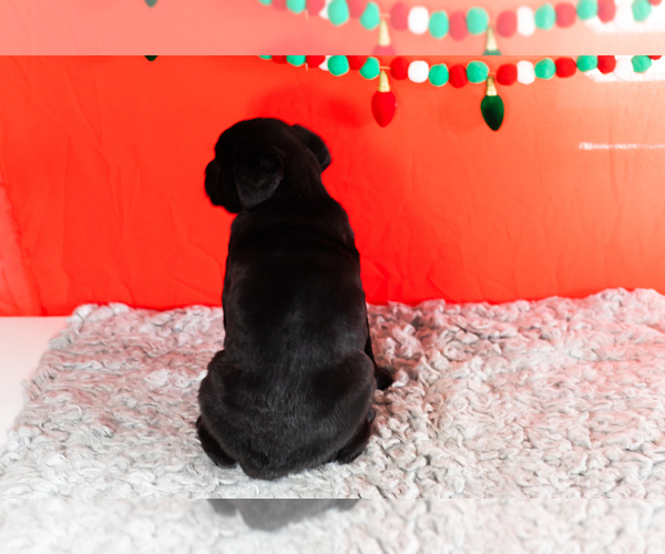 Medium Photo #10 Cane Corso Puppy For Sale in BOURBON, IN, USA