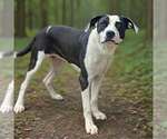 Small #5 American Bulldog-Great Dane Mix