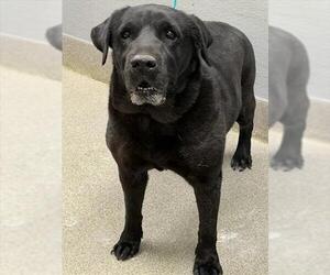 Labrador Retriever-Unknown Mix Dogs for adoption in Las Vegas, NV, USA