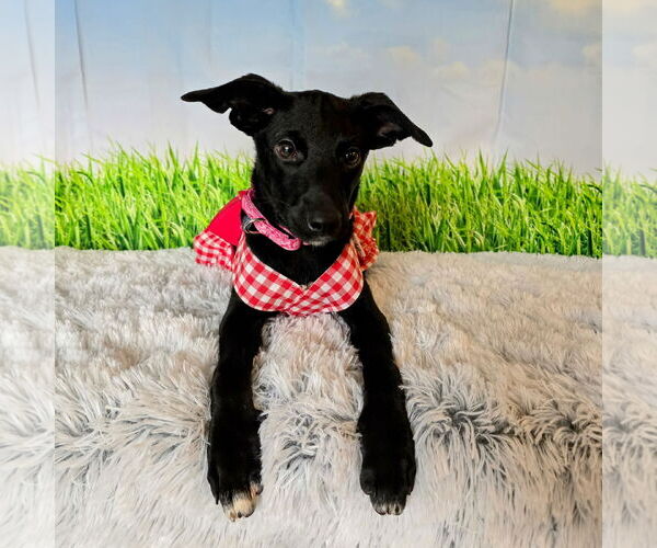 Medium Photo #25 Mutt Puppy For Sale in Fargo, ND, USA
