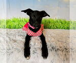 Small #24 Mutt
