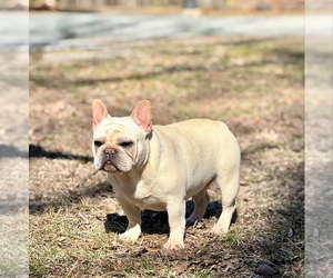 Father of the French Bulldog puppies born on 05/02/2025
