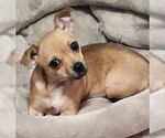 Small #1 Chihuahua