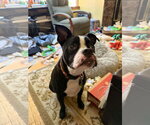 Noli - Male Boston Terrier-Unknown Mix Dog for Adoption - Small photo