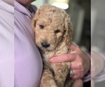 Small Photo #1 Goldendoodle Puppy For Sale in RICHMOND, IN, USA