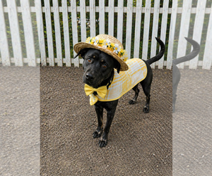 Hannah! - Female Borador Dog for Adoption - Photo #9