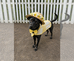 Small #8 Chesapeake Bay Retriever Mix