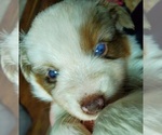 Small Photo #3 Miniature Australian Shepherd Puppy For Sale in ARLINGTON, TX, USA