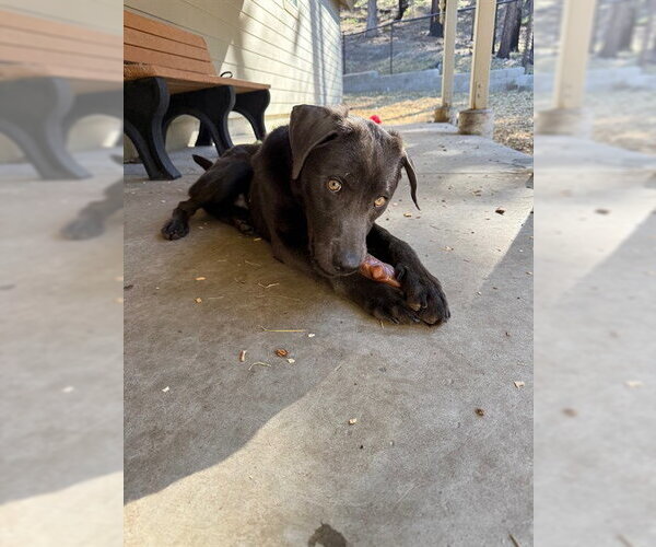 Medium Photo #1 Labrador Retriever Puppy For Sale in South Lake Tahoe, CA, USA