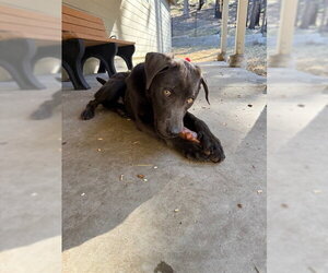 Labrador Retriever Dogs for adoption in South Lake Tahoe, CA, USA