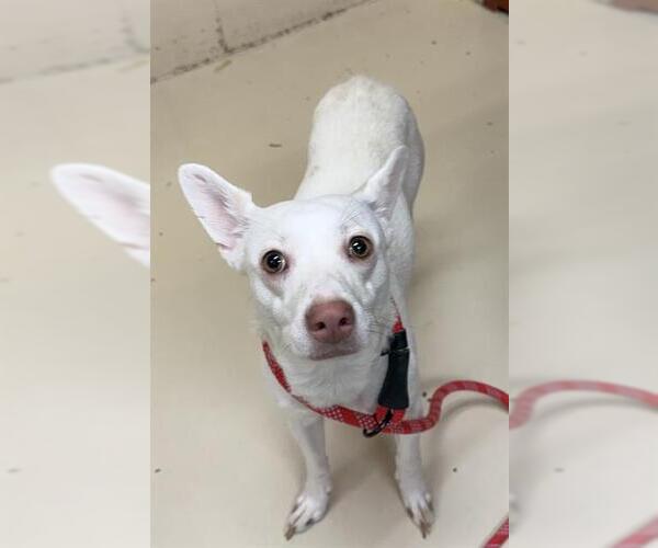 Medium Photo #1 Chihuahua-Unknown Mix Puppy For Sale in Center Township, PA, USA