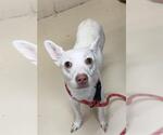 Small Chihuahua Mix