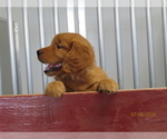 Small #4 Golden Retriever