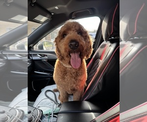 Mother of the Aussiedoodle puppies born on 04/26/2025