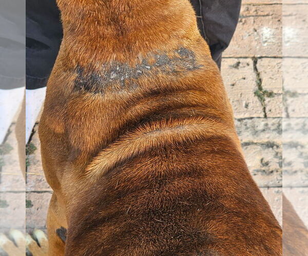 Medium Photo #4 Boxer Puppy For Sale in Austin, TX, USA