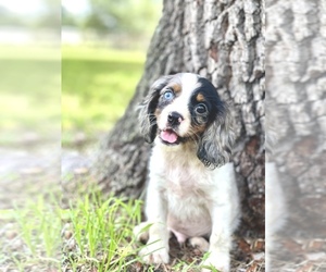 Cavalier King Charles Spaniel Dog for Adoption in SAINT CLOUD, Florida USA