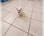 Small Photo #7 West Highland White Terrier Puppy For Sale in HAM LAKE, MN, USA