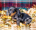 Small Photo #34 Dachshund Puppy For Sale in WAKARUSA, IN, USA