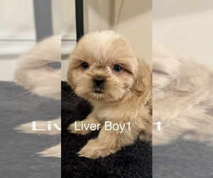 Shih Tzu Puppy for sale in LITHONIA, GA, USA