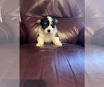 Puppy Puppy 3 Ross Pembroke Welsh Corgi