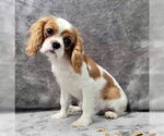 Small Cavalier King Charles Spaniel