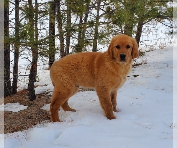 Medium Photo #9 Golden Retriever Puppy For Sale in BLACK FOREST, CO, USA