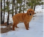 Small Photo #9 Golden Retriever Puppy For Sale in BLACK FOREST, CO, USA