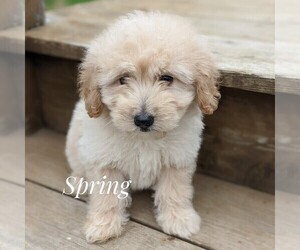 Goldendoodle (Miniature) Puppy for sale in WITHEE, WI, USA