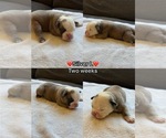 Puppy Silver L Olde English Bulldogge