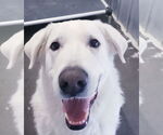 Small #10 Akbash-Great Pyrenees Mix