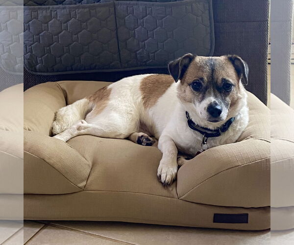 Medium Photo #11 Jack Russell Terrier-Unknown Mix Puppy For Sale in Chester, NJ, USA