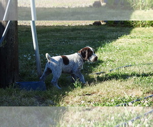 Medium German Wirehaired Pointer