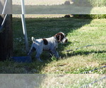 Puppy Blue Puppy German Wirehaired Pointer