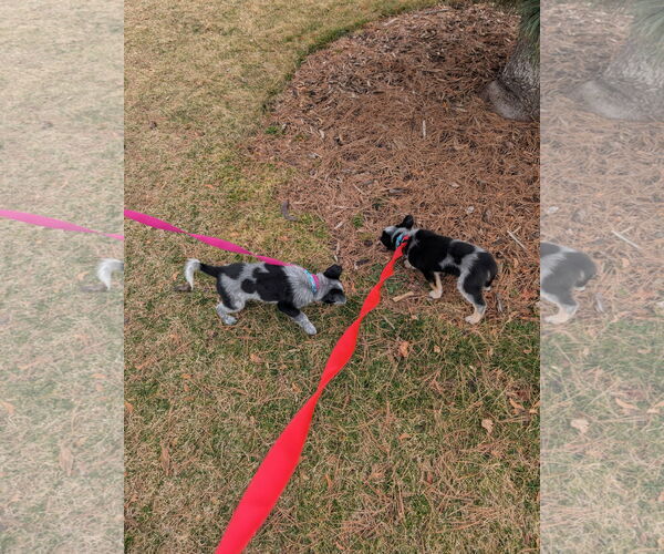 Medium Photo #3 Mutt Puppy For Sale in Sandy, UT, USA