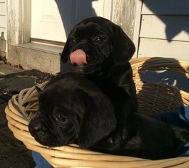 Puggle Puppy for sale in KENNEBUNK, ME, USA