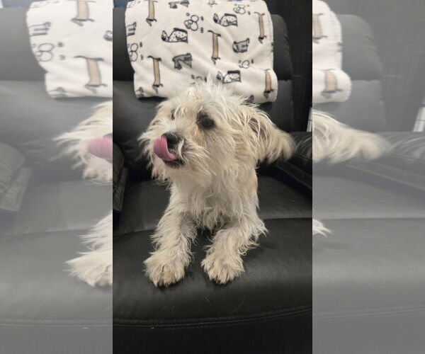 Medium Photo #4 Cairn Terrier-Unknown Mix Puppy For Sale in Milwaukie, OR, USA