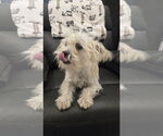 Small #3 Cairn Terrier Mix