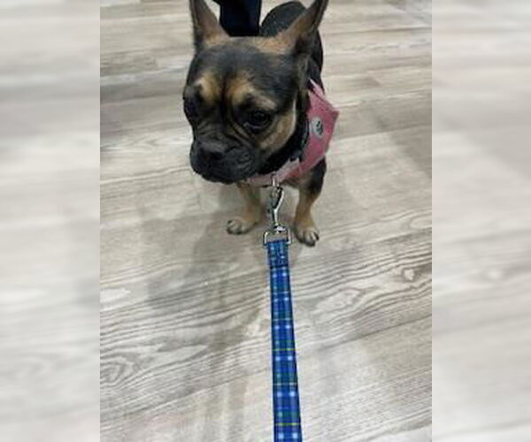 Medium Photo #1 Pug-Unknown Mix Puppy For Sale in Pearland, TX, USA