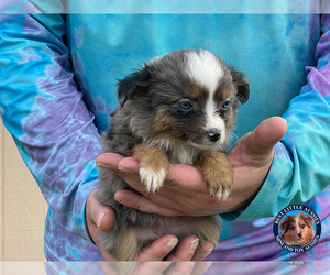 Miniature Australian Shepherd Puppy for sale in GRANBURY, TX, USA