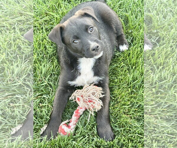 Medium Photo #5 Labrador Retriever-Unknown Mix Puppy For Sale in Sandy, UT, USA