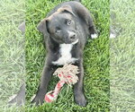 Small #4 Labrador Retriever Mix