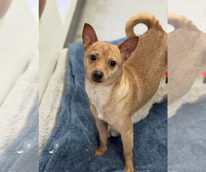 Chihuahua-Unknown Mix Dogs for adoption in Polson, MT, USA