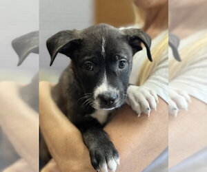 Labrador Retriever-Unknown Mix Dogs for adoption in Dana Point, CA, USA