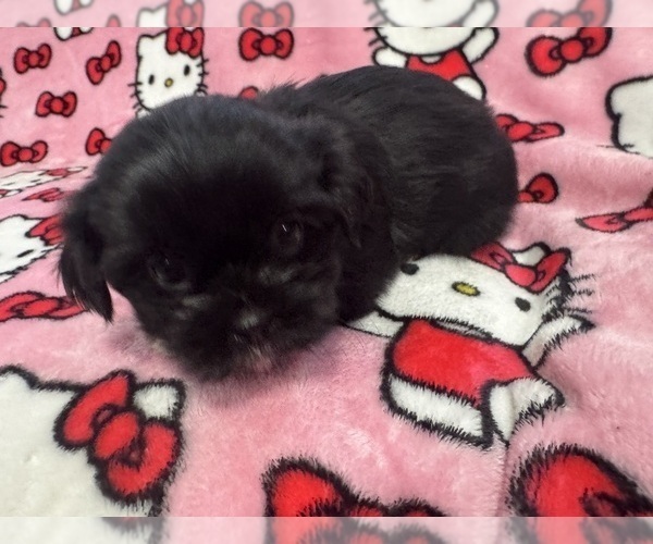 Medium Photo #3 Shih Tzu Puppy For Sale in YAKIMA, WA, USA