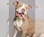 Small #1 American Pit Bull Terrier